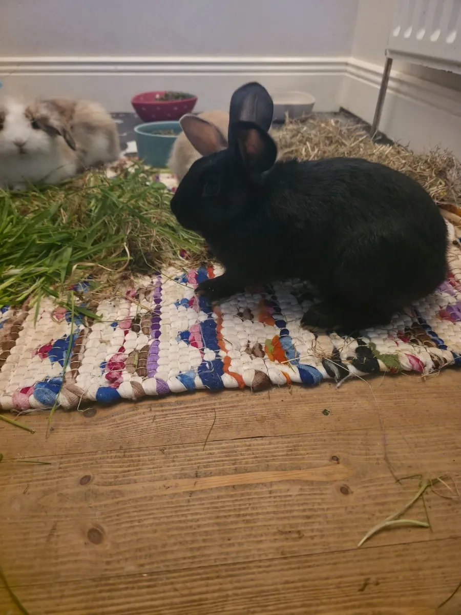 Rabbits - Image 3