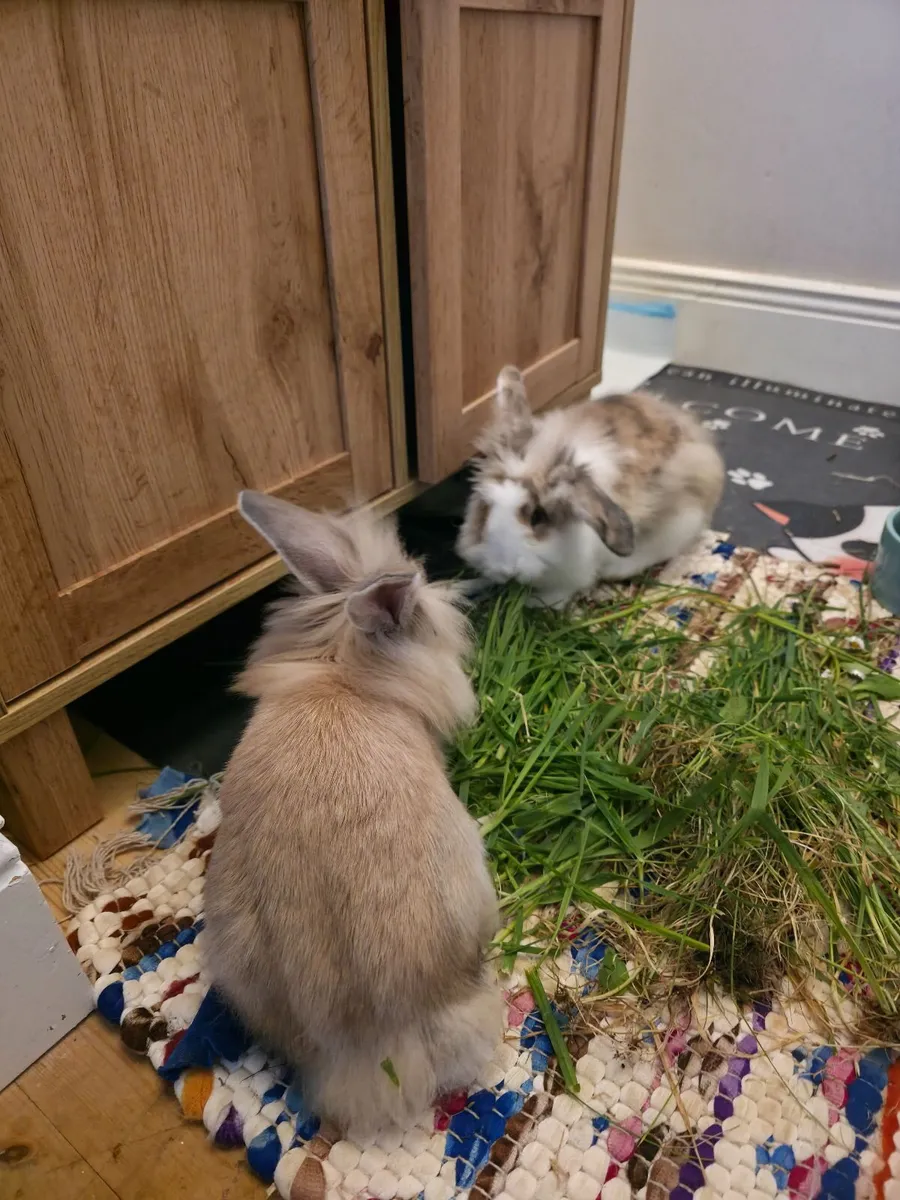 Rabbits - Image 4