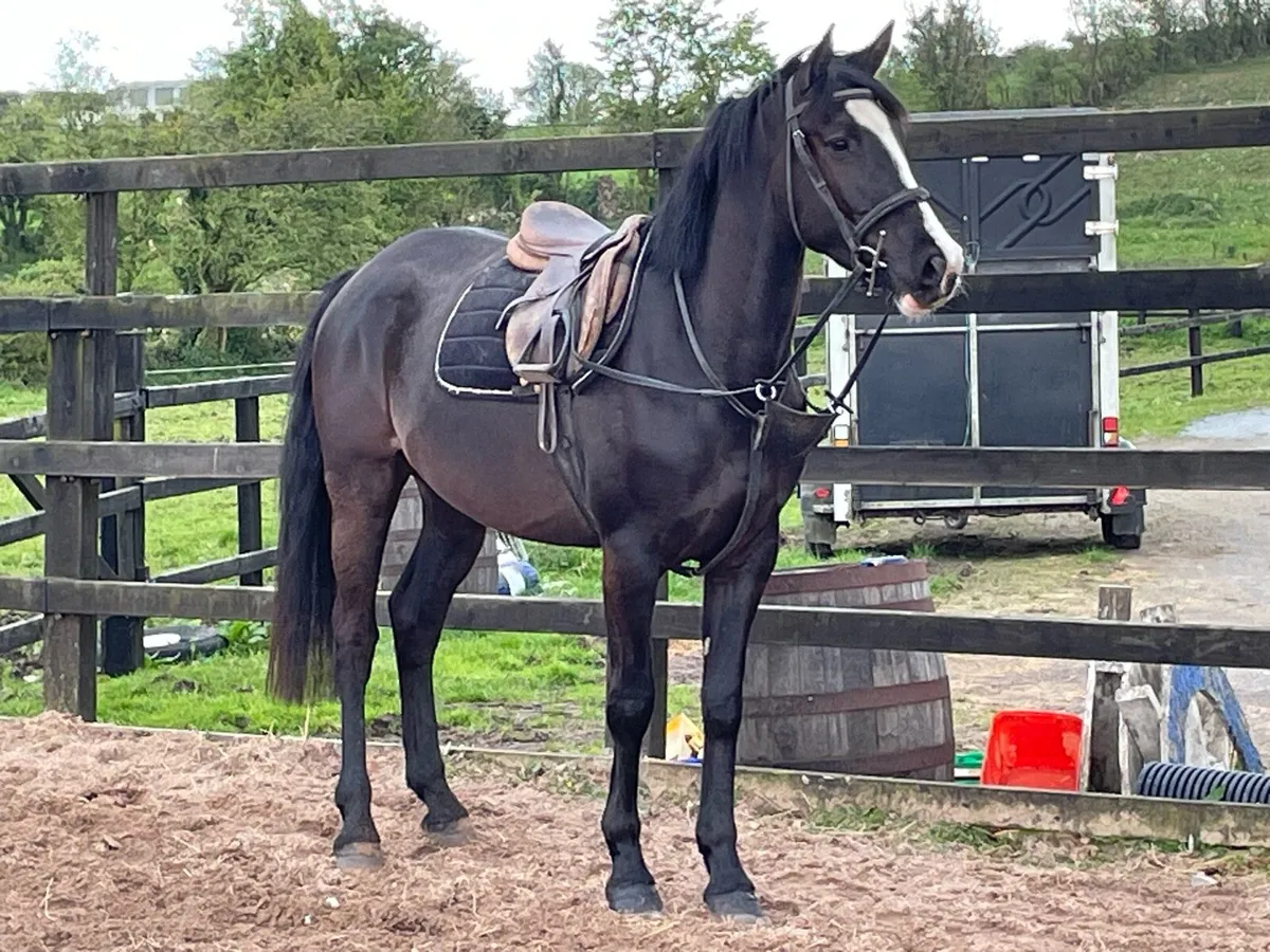 4 yr old Gelding - Image 1