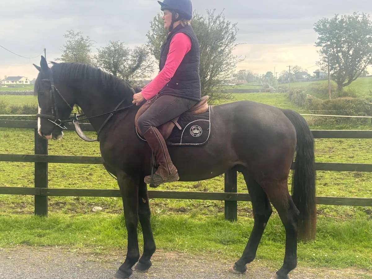 4 yr old Gelding - Image 2