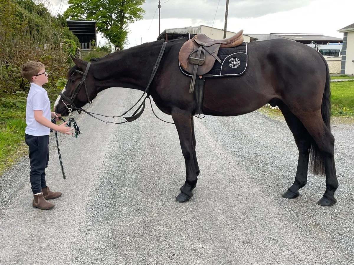 4 yr old Gelding - Image 3