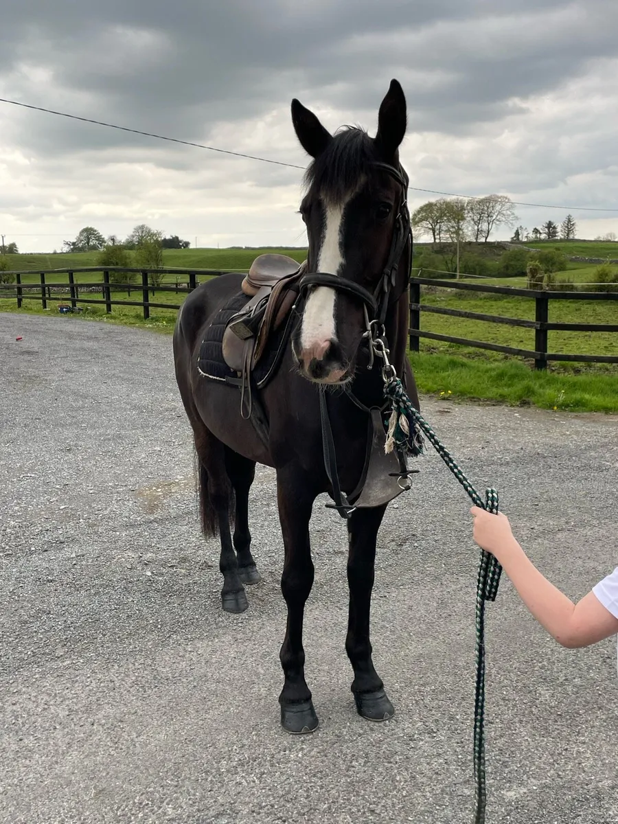 4 yr old Gelding - Image 4