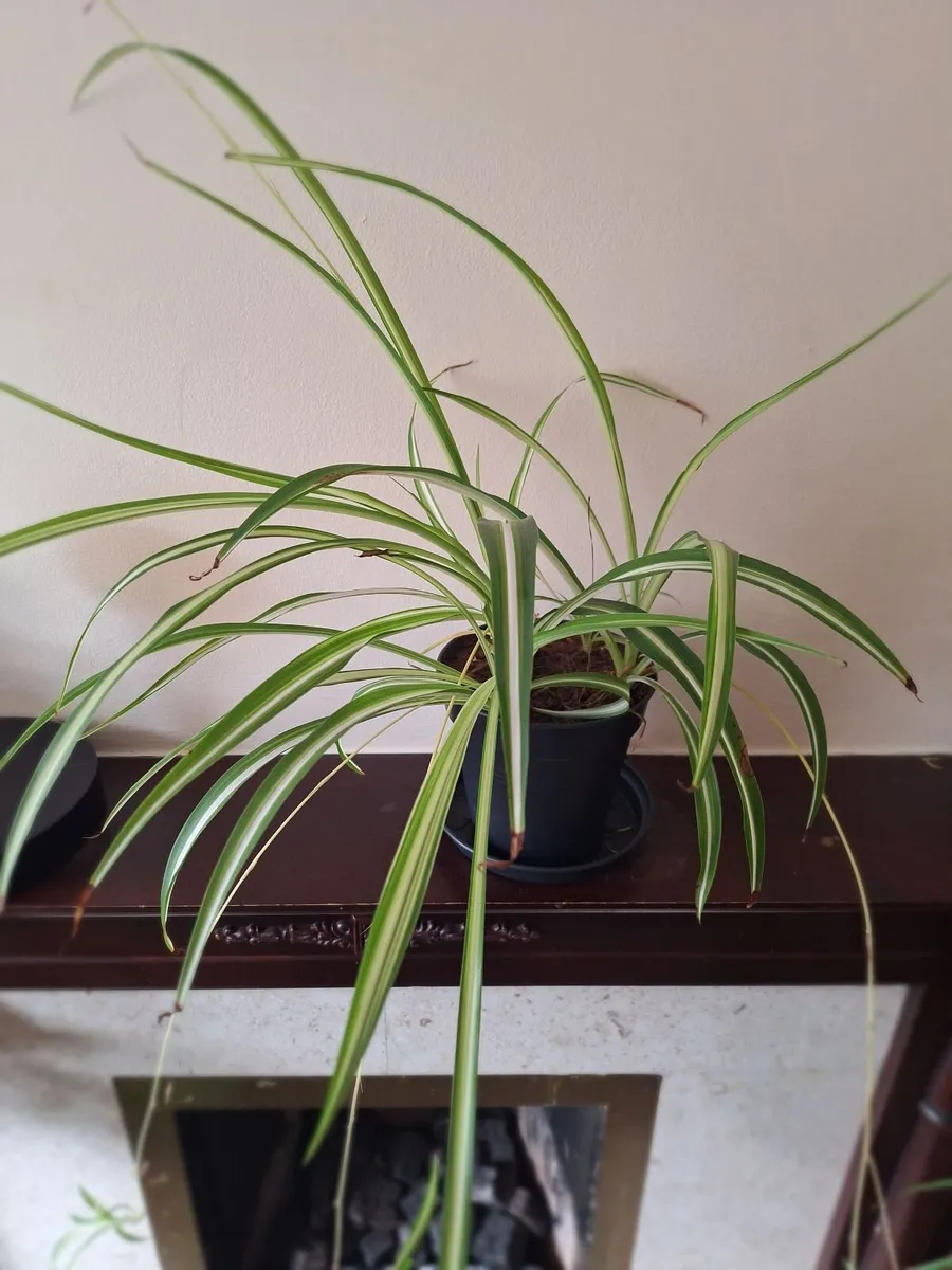 Healthy Spider Plant with Babies (Chlorophytum) - Image 1