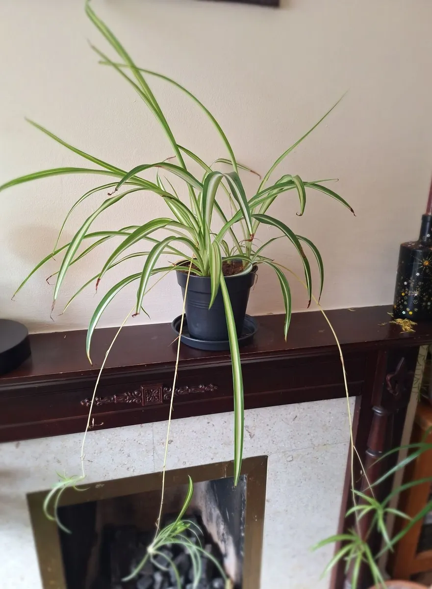 Healthy Spider Plant with Babies (Chlorophytum) - Image 2