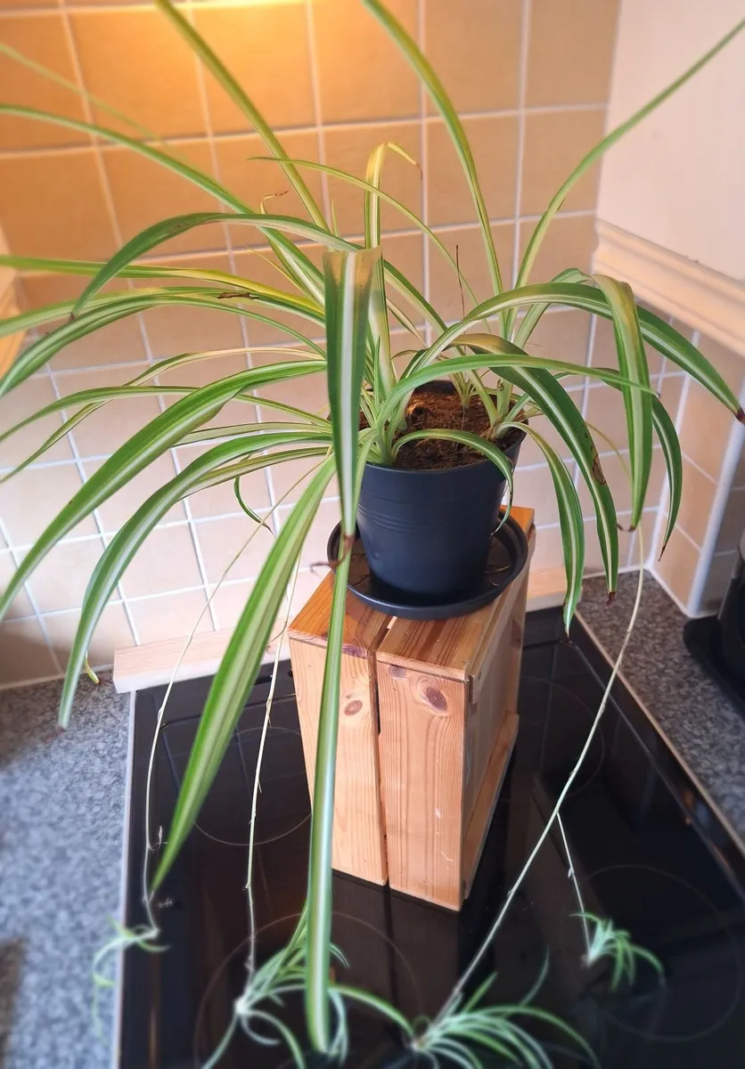 Healthy Spider Plant with Babies (Chlorophytum) - Image 3