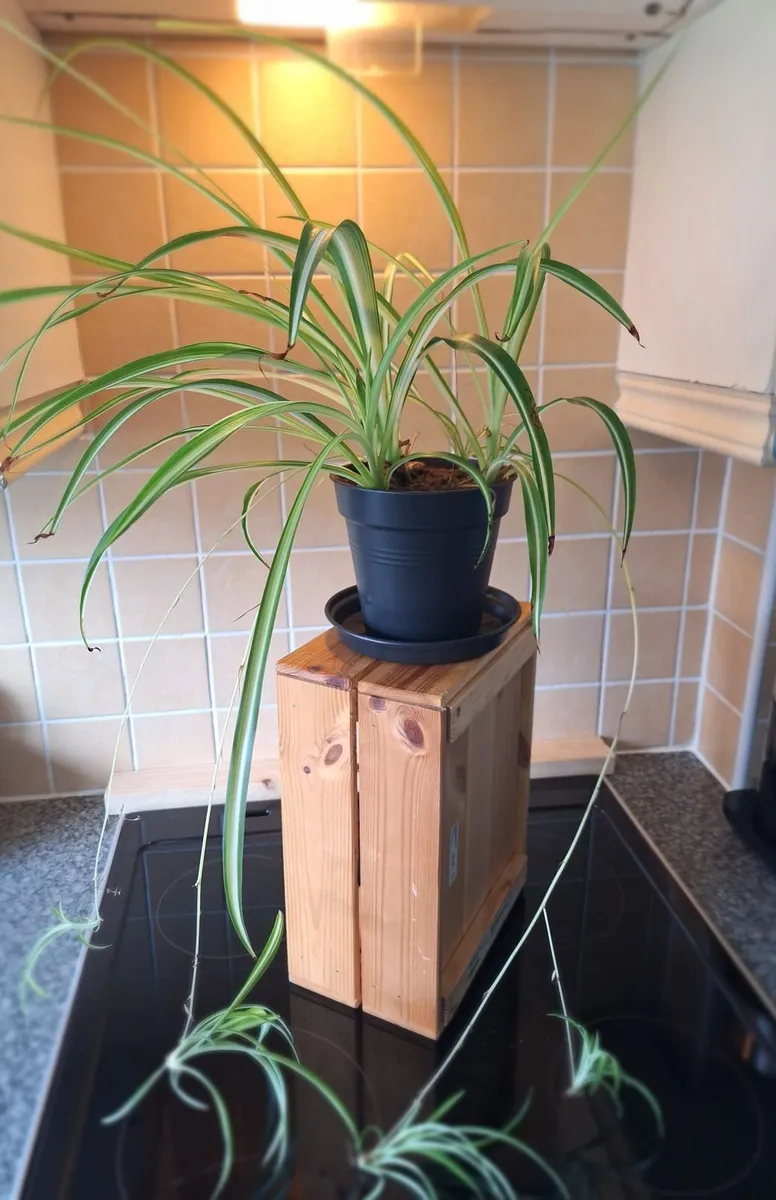 Healthy Spider Plant with Babies (Chlorophytum) - Image 4