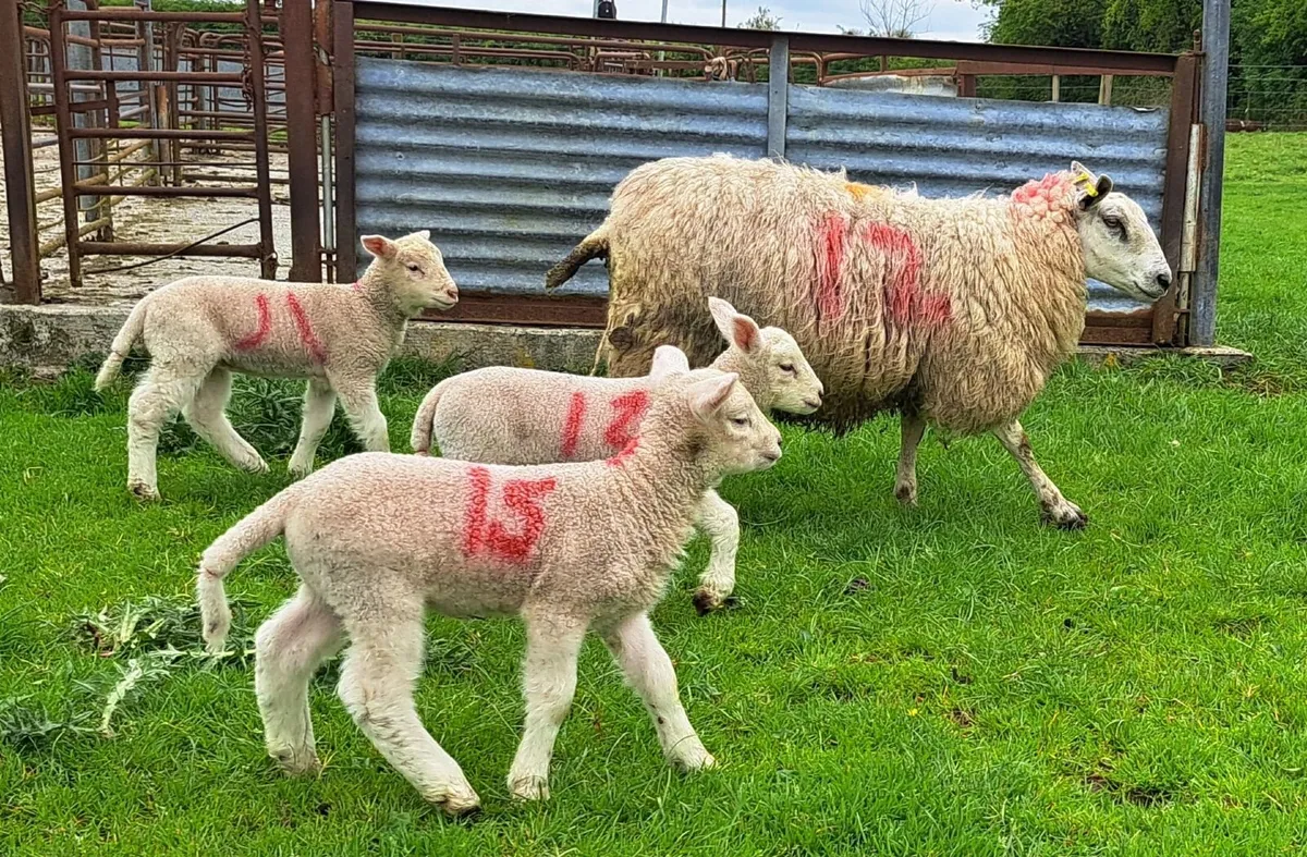Hoggett ewes - Image 2