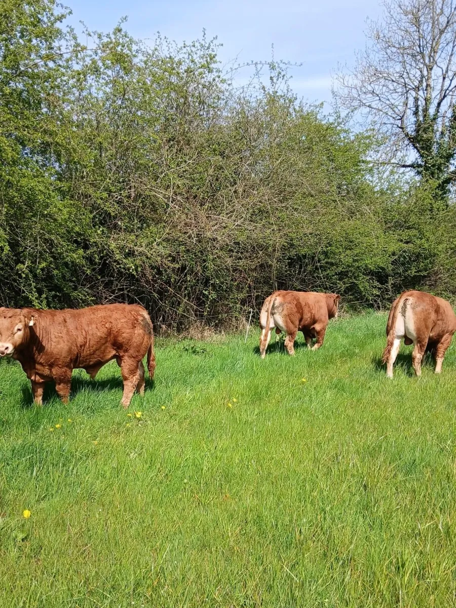 PBR Limousin pedigree bulls - Image 2