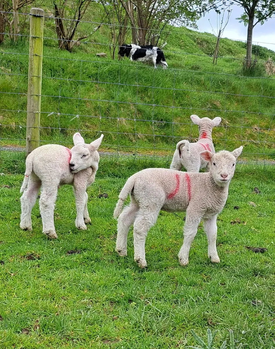 Hoggett ewes - Image 1