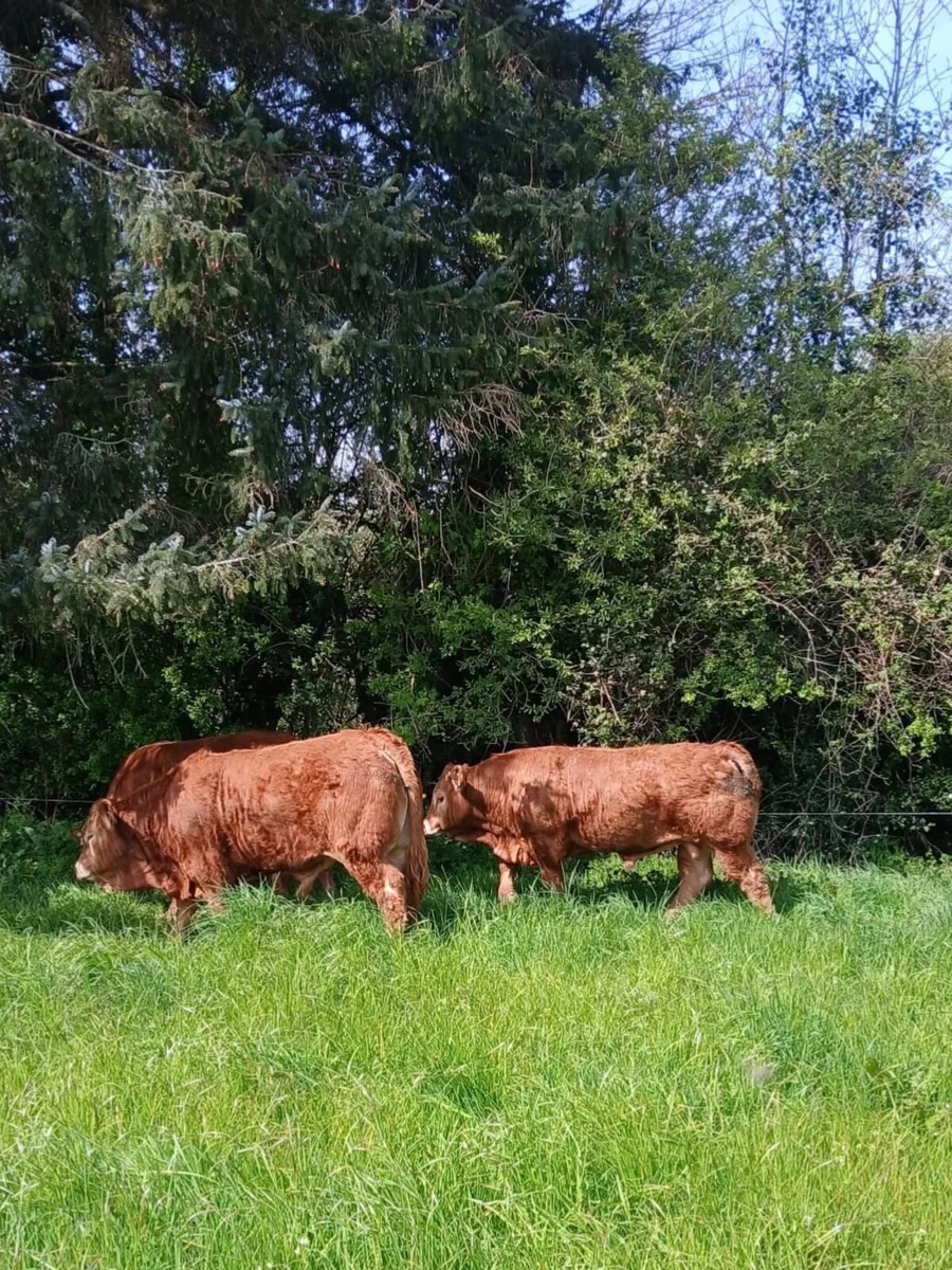 PBR Limousin pedigree bulls - Image 1