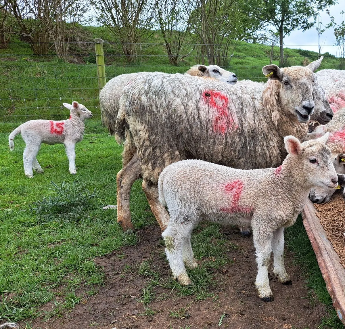Hoggett ewes - Image 3