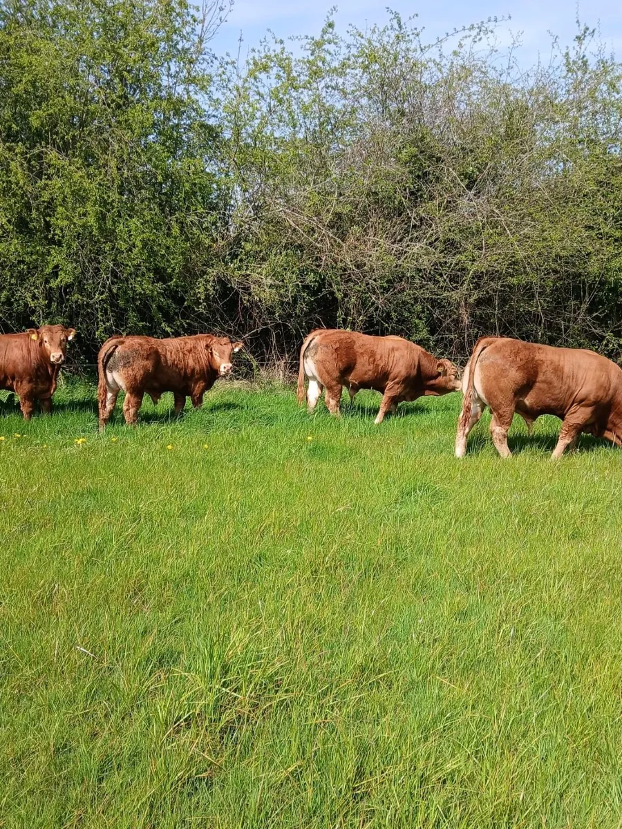 PBR Limousin pedigree bulls - Image 3