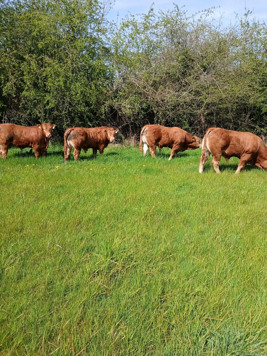 PBR Limousin pedigree bulls - Image 4