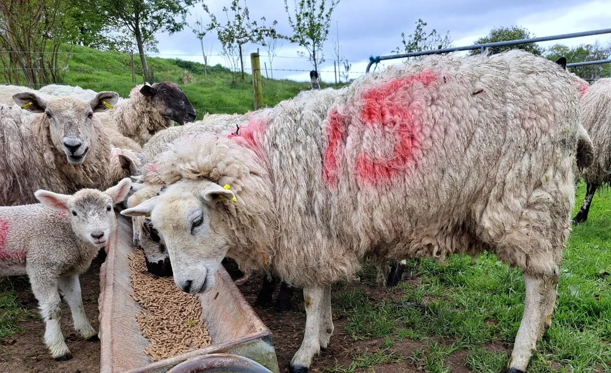 Hoggett ewes - Image 4