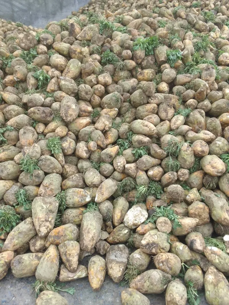 Beet - Image 1