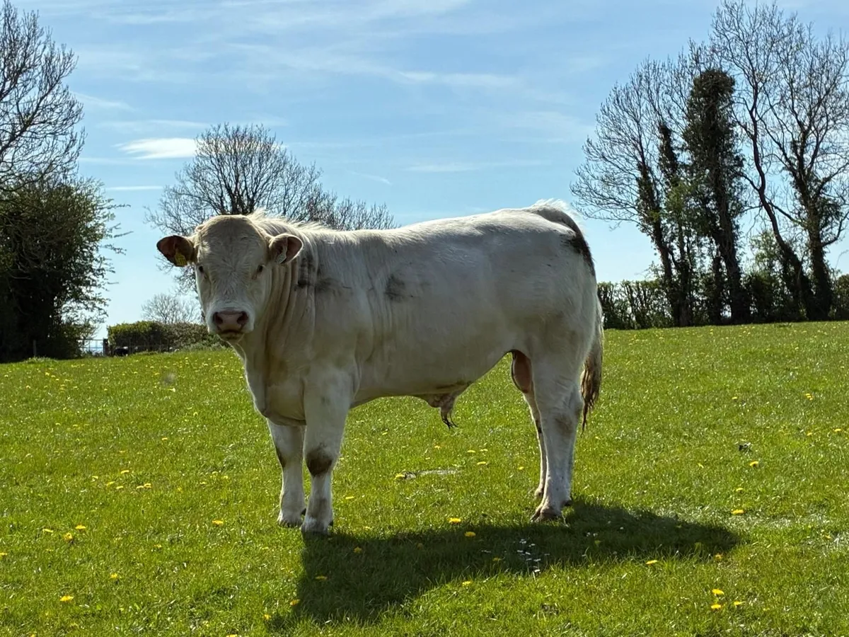pedigree charolais - Image 3