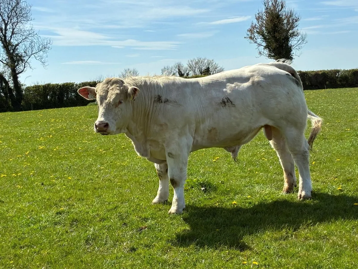 pedigree charolais - Image 4