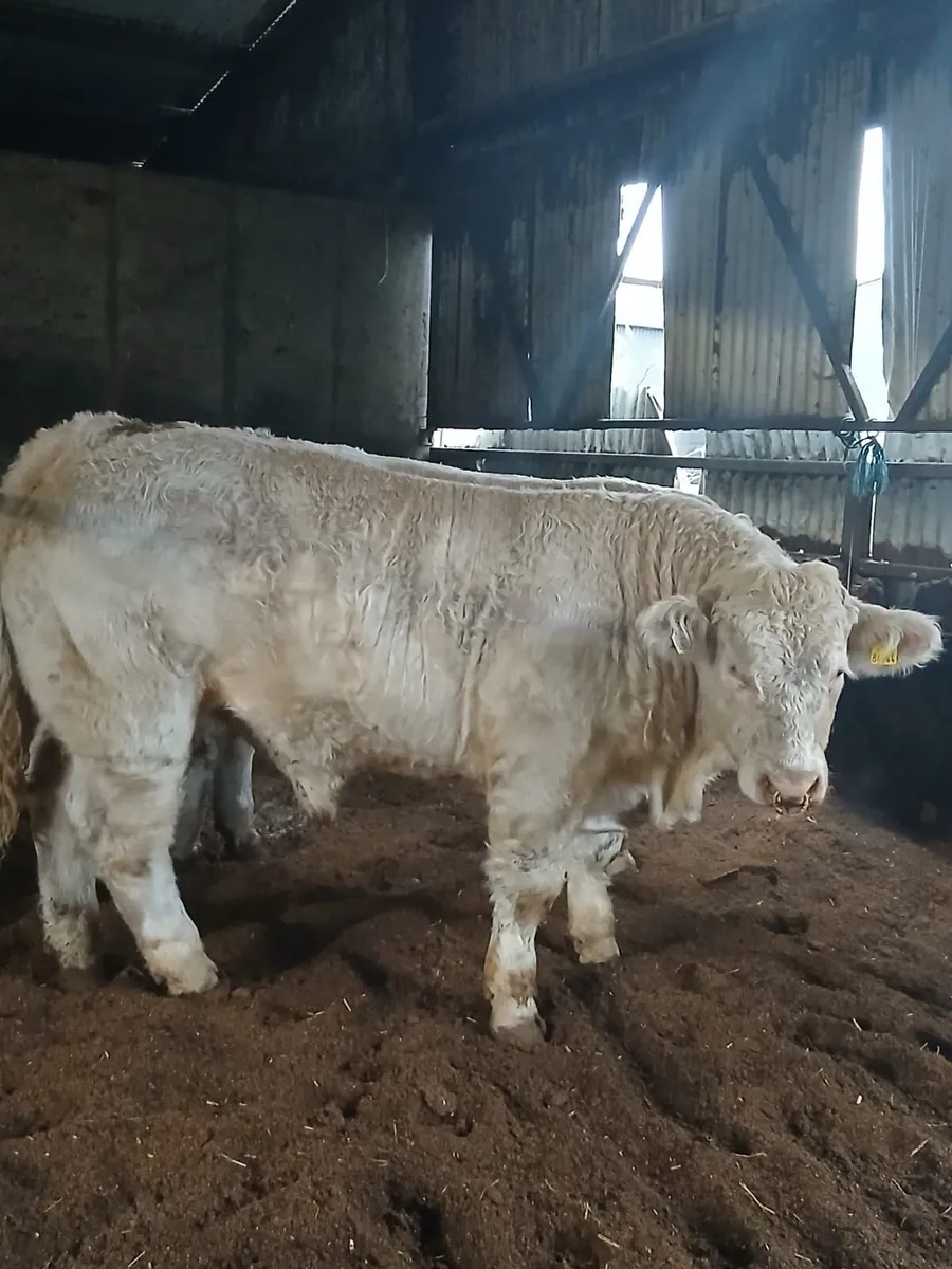 pedigree charolais - Image 2