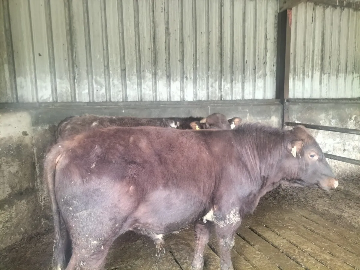 Shorthorn Bulls - Image 2