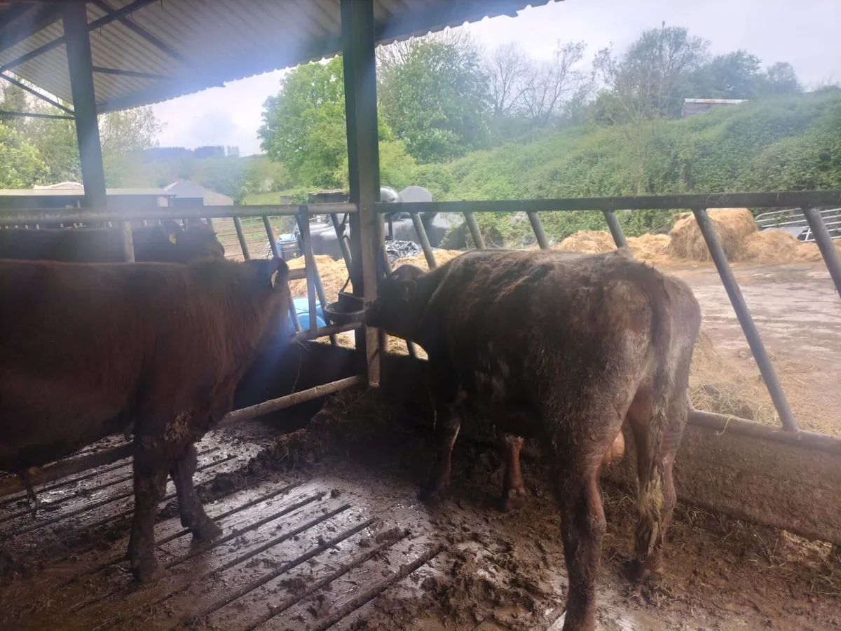 Shorthorn Bulls - Image 3