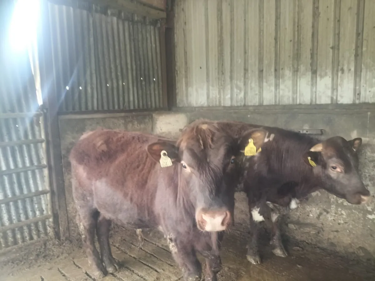 Shorthorn Bulls - Image 4