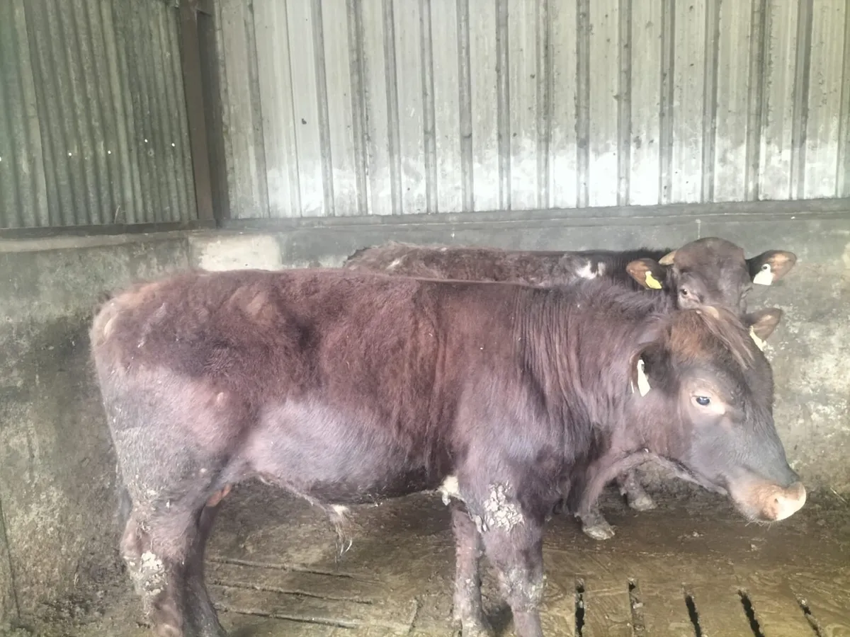 Shorthorn Bulls - Image 1