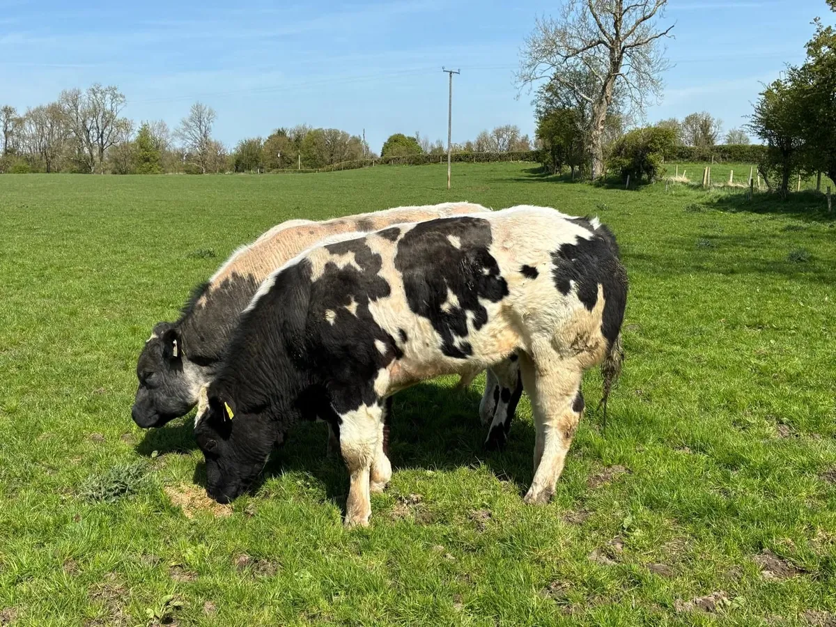 BB bulls - Image 1