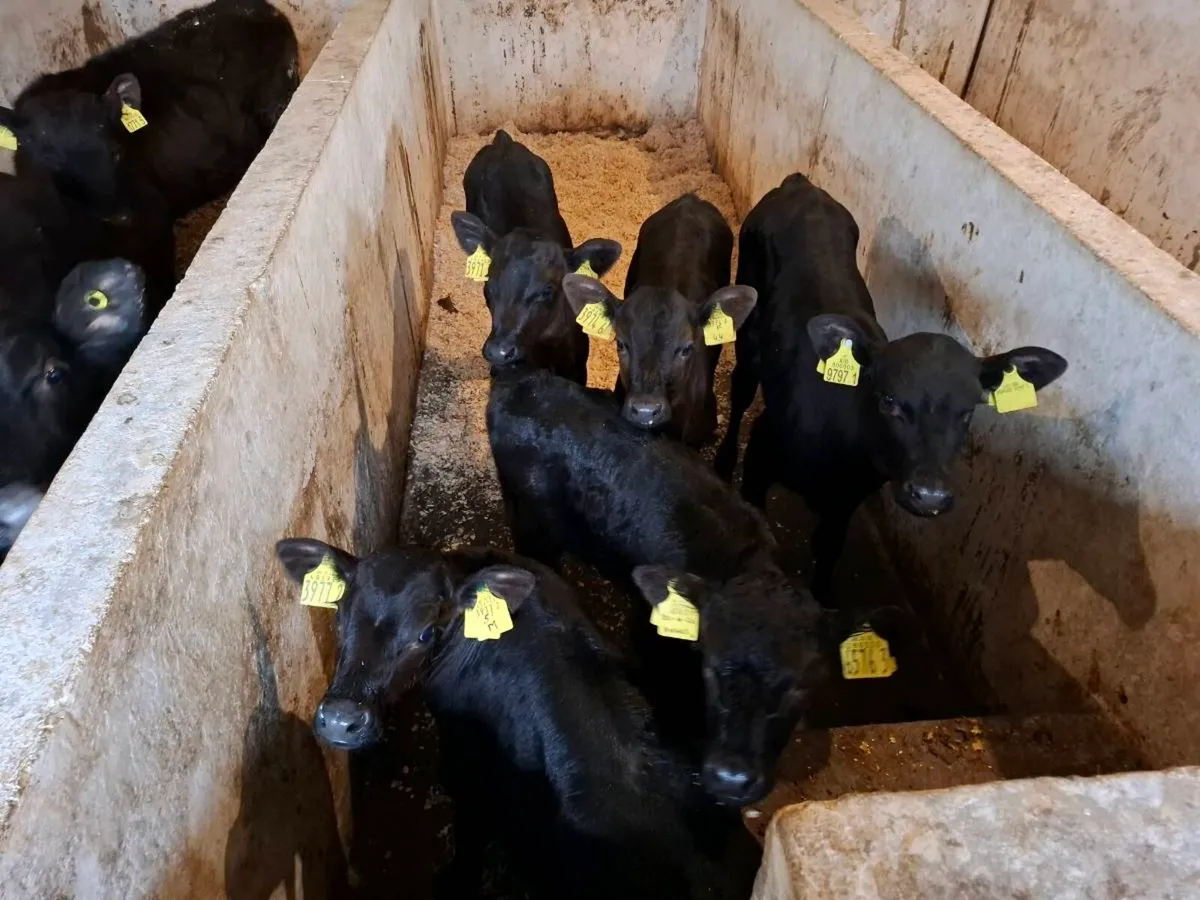 Calves for sale - Image 3