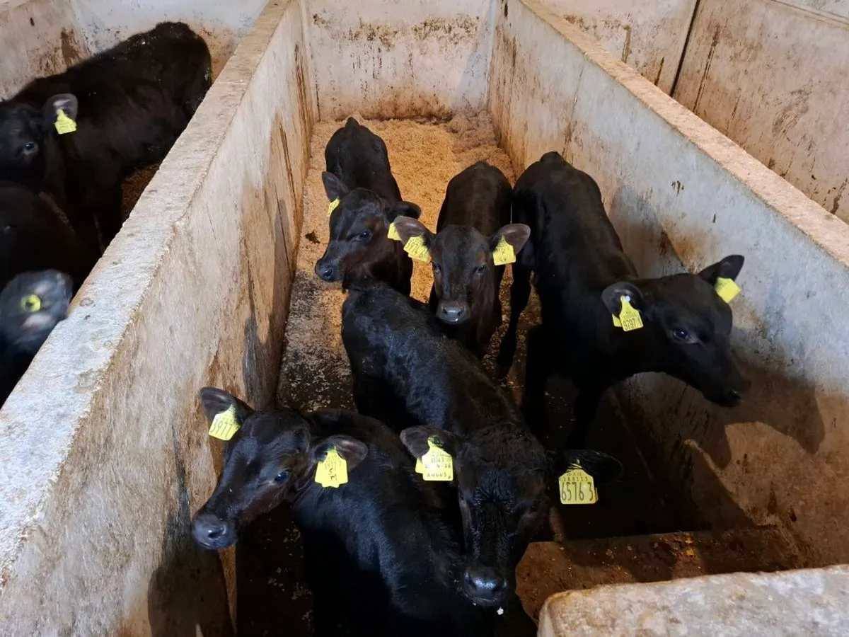 Calves for sale - Image 4