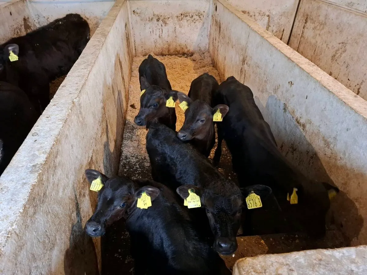 Calves for sale - Image 1