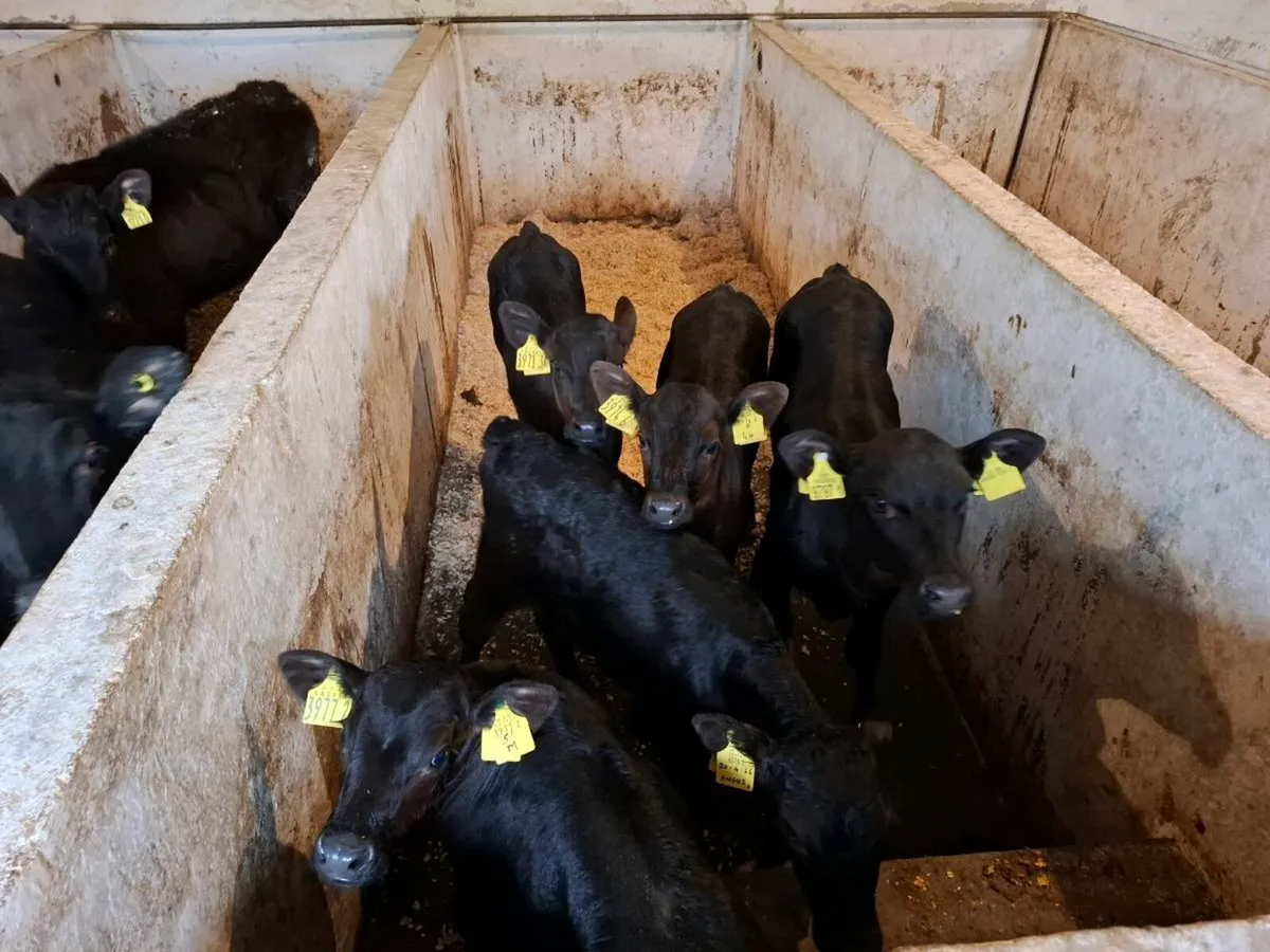 Calves for sale - Image 2