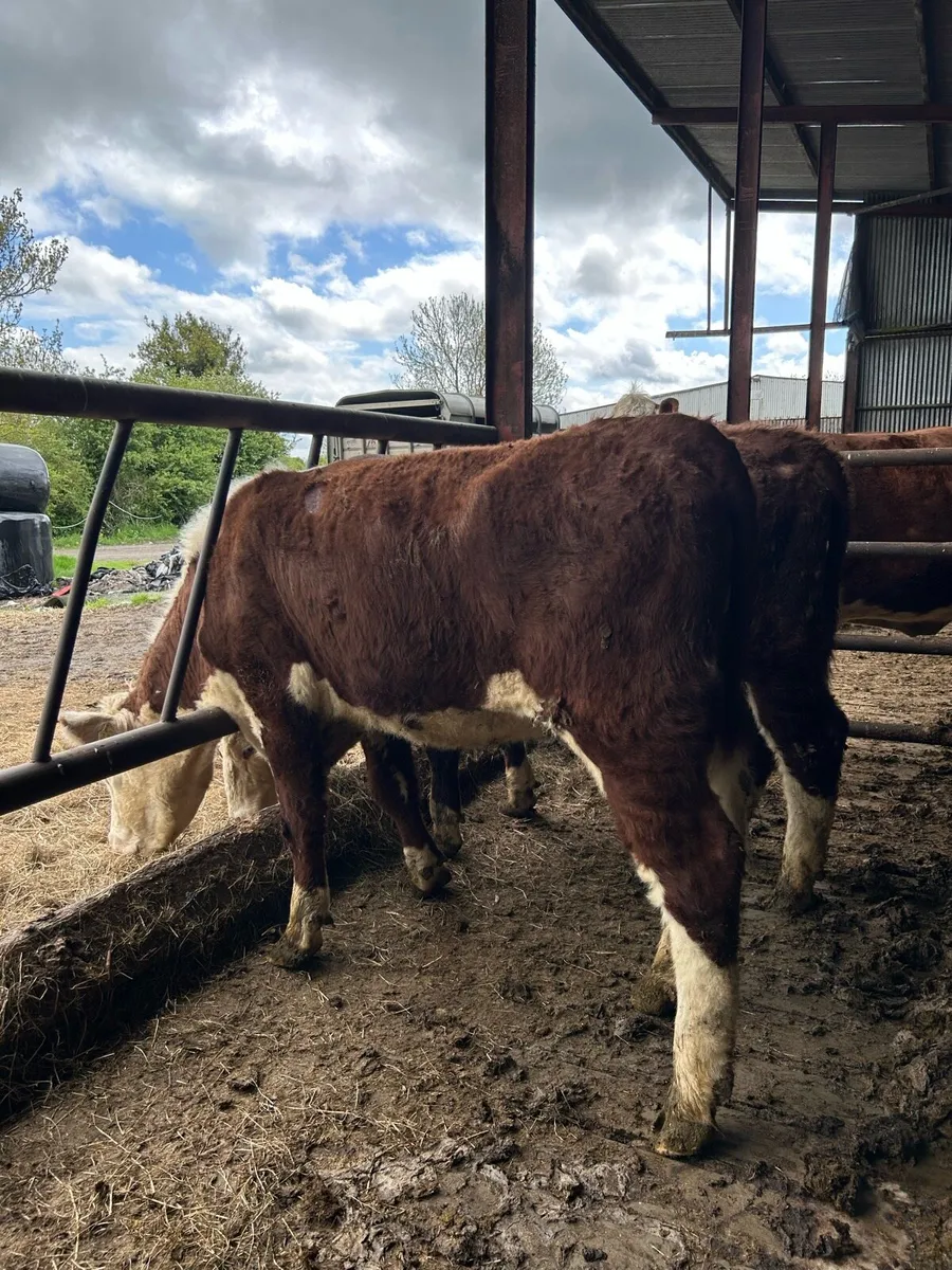 Pr hereford heifers - Image 1