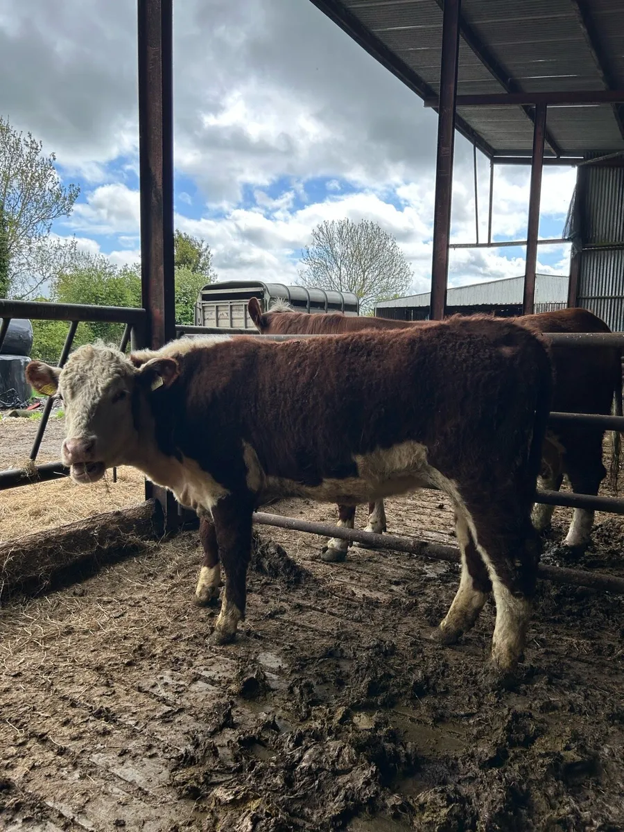 Pr hereford heifers - Image 4