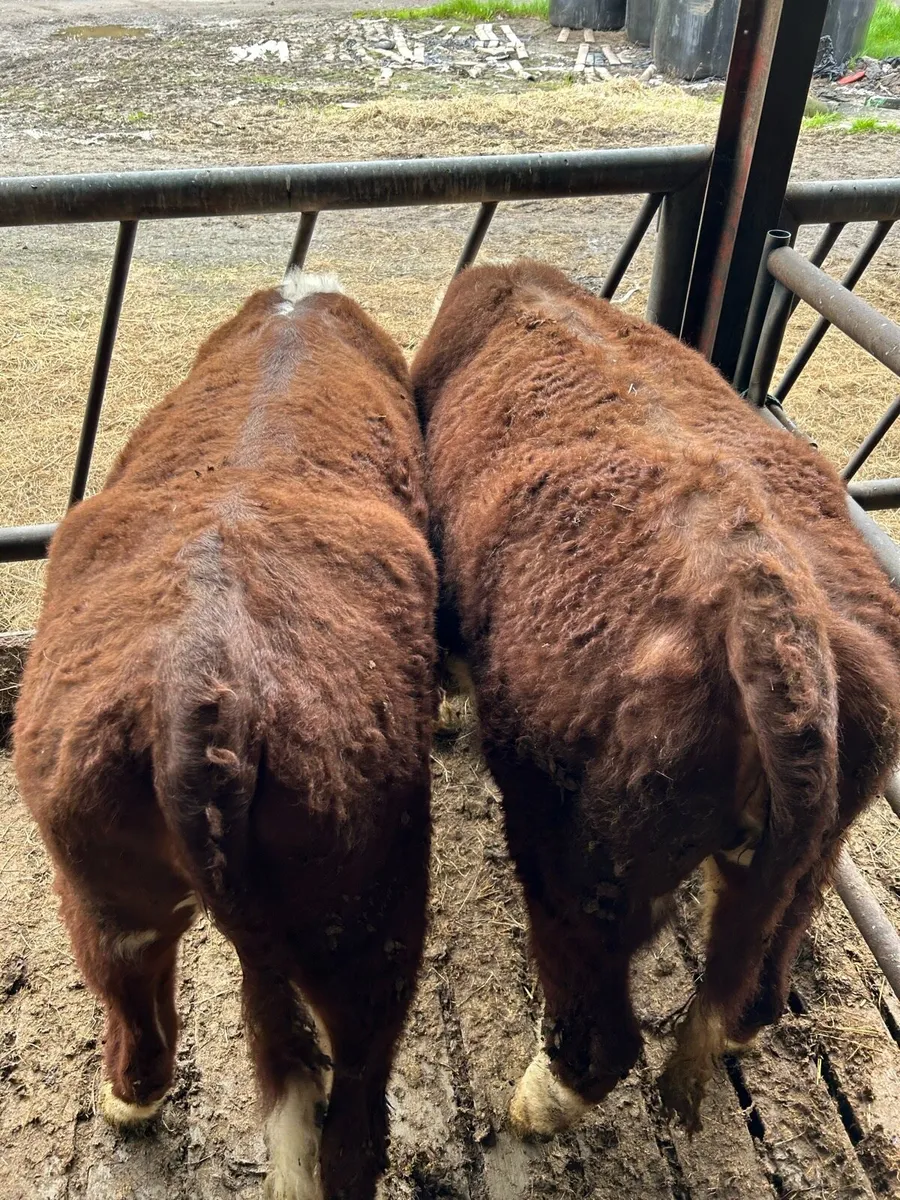 Pr hereford heifers - Image 2