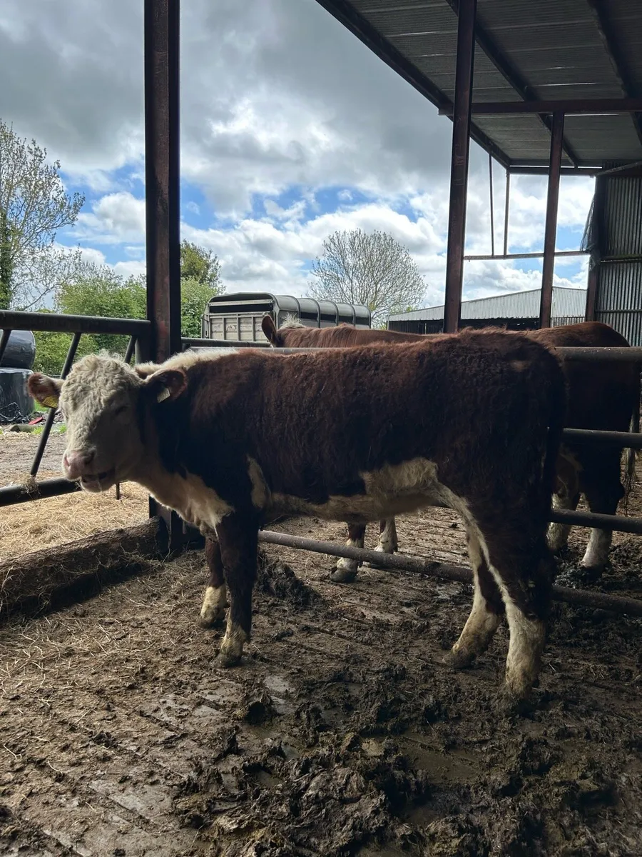 Pr hereford heifers - Image 3