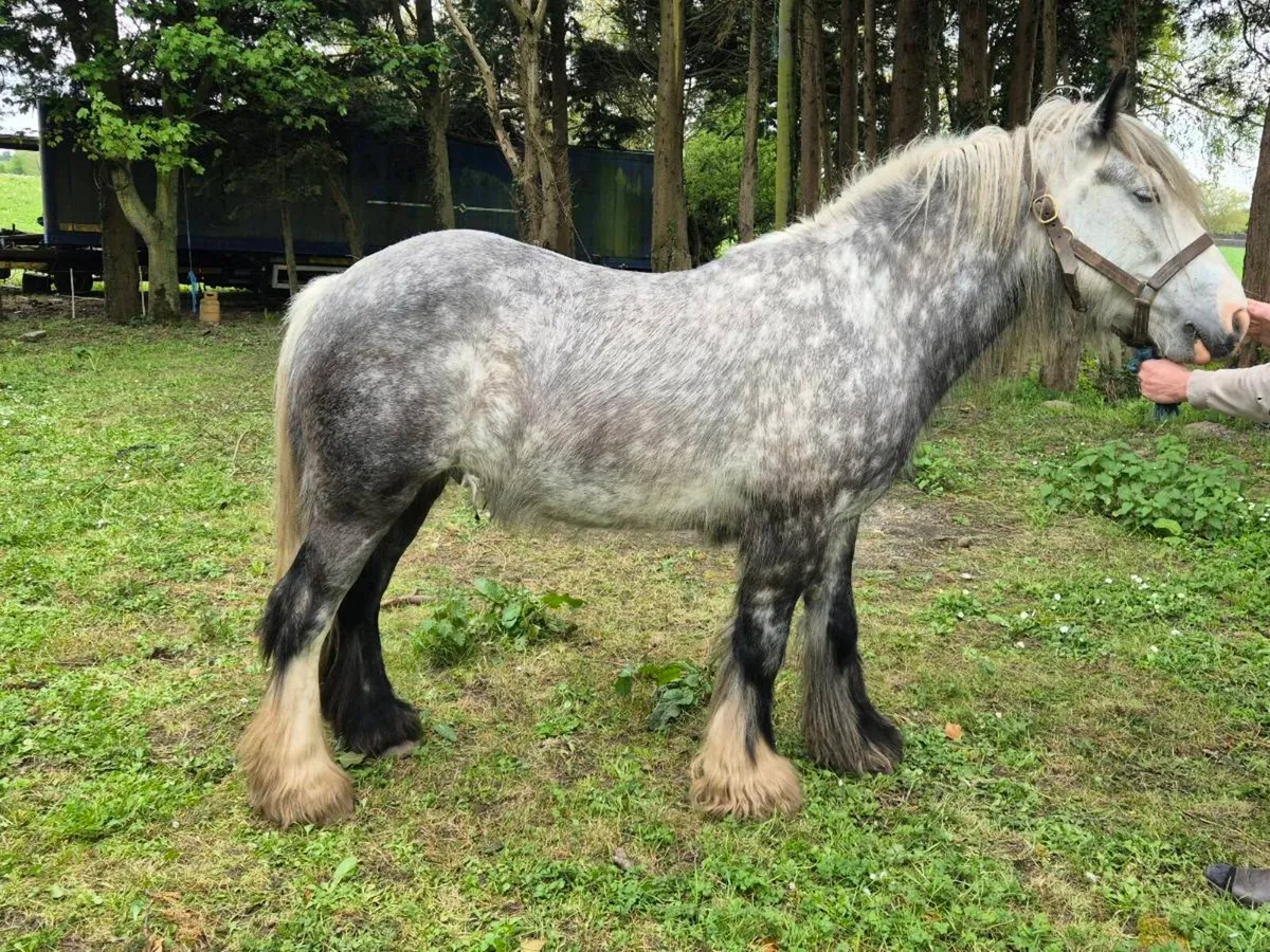 Grey Dappled Gelding Goresbridge