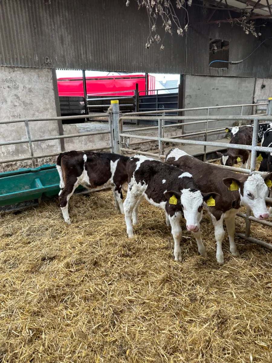 Friesian heifers - Image 2