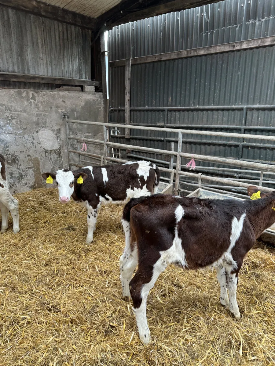 Friesian heifers - Image 3