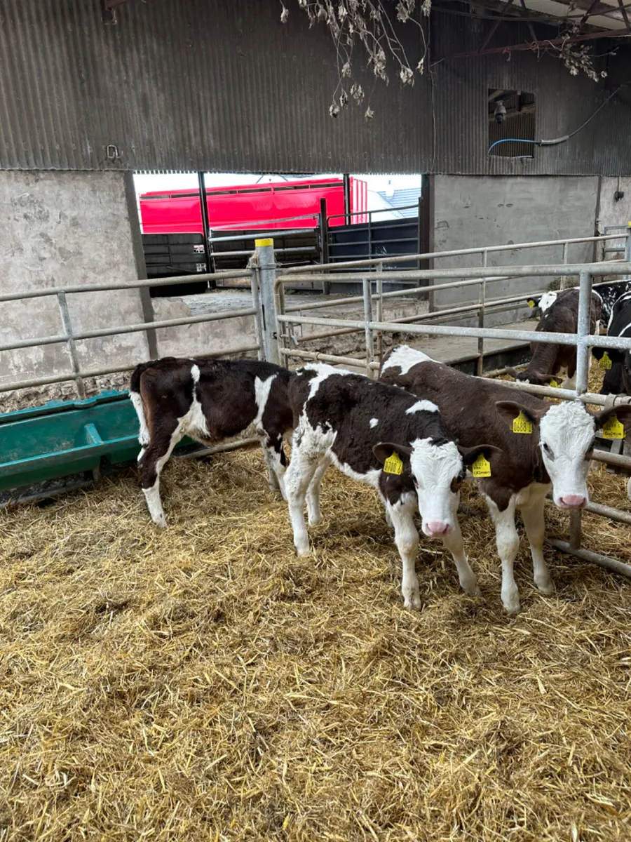 Friesian heifers - Image 4