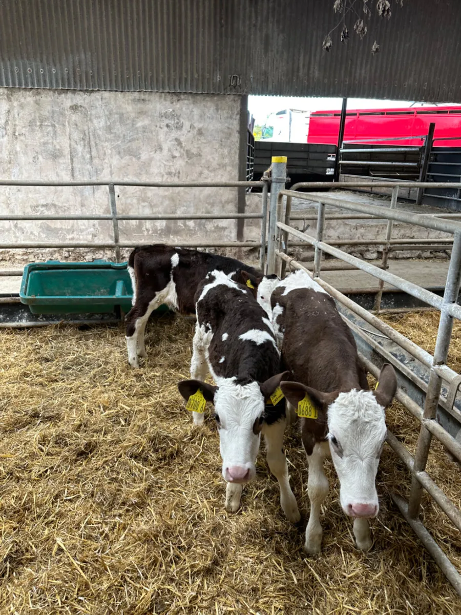 Friesian heifers - Image 1