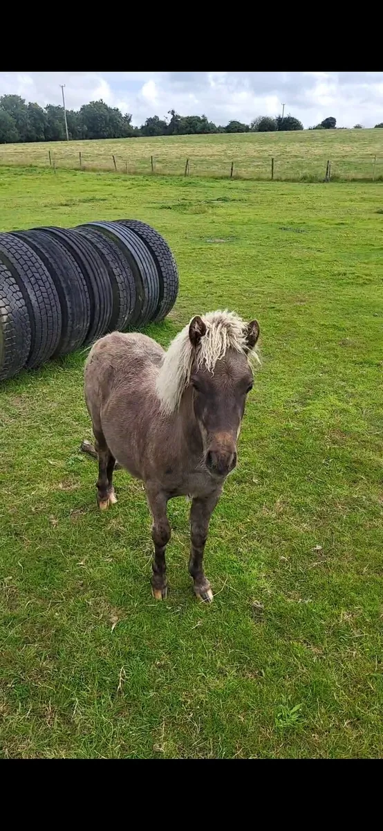 Miniature horse - Image 1