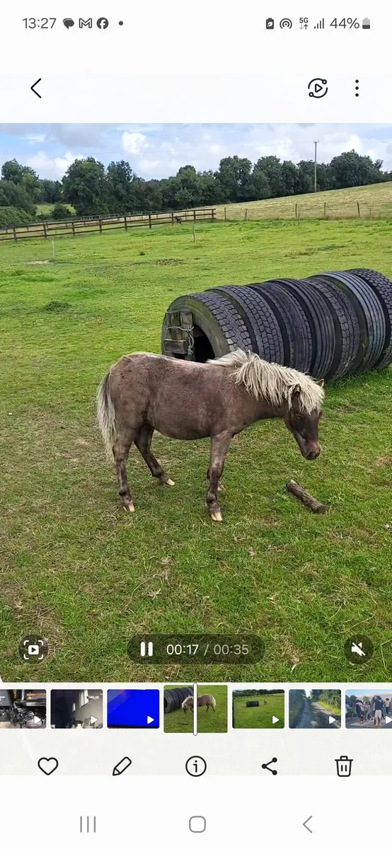 Miniature horse - Image 2