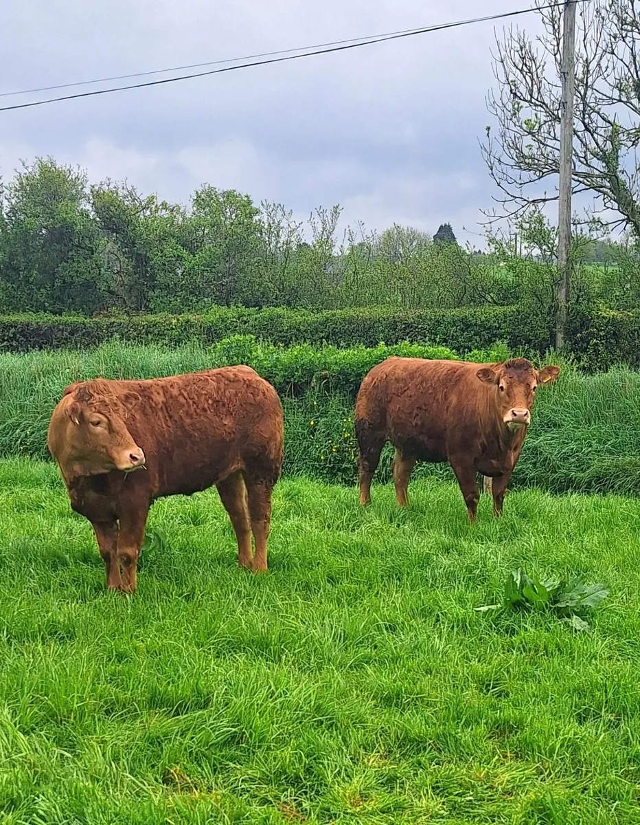 Beef - Image 1