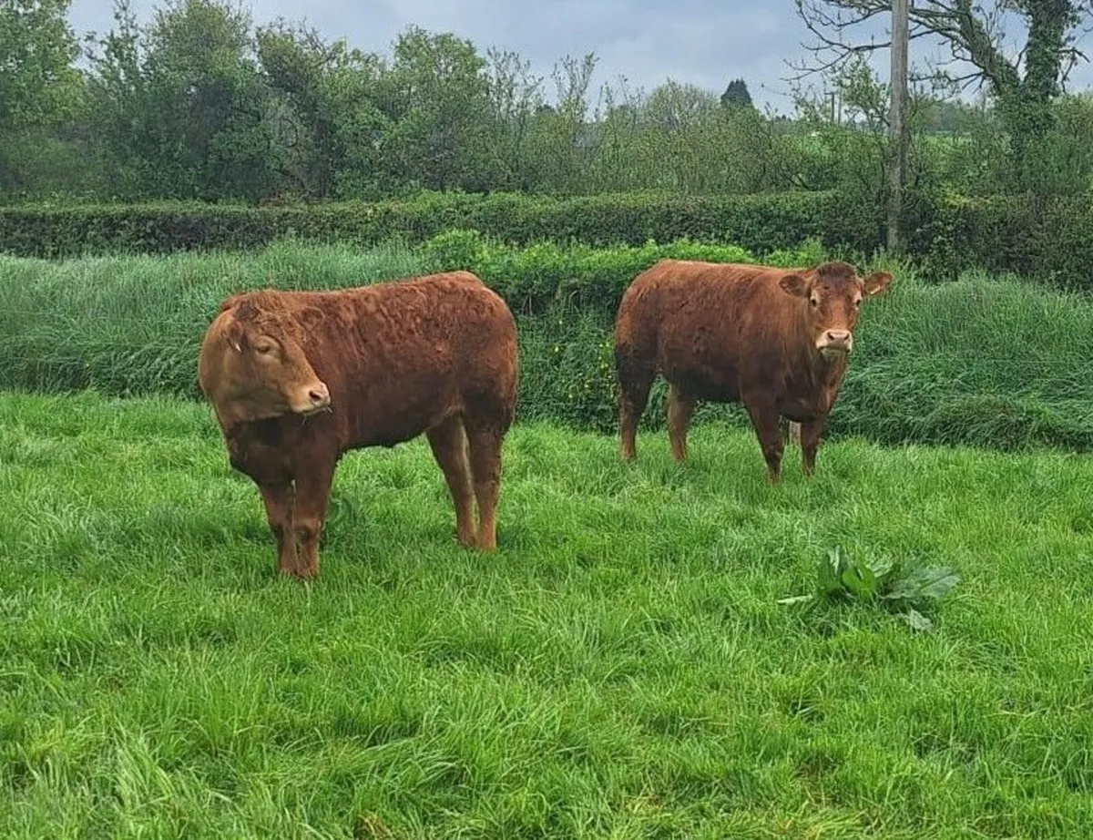 Beef - Image 3
