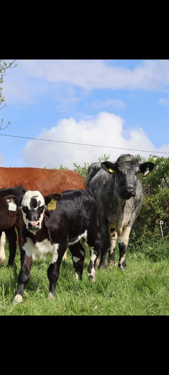 Shorthorn X cow with Hereford X calf at foot - Image 1