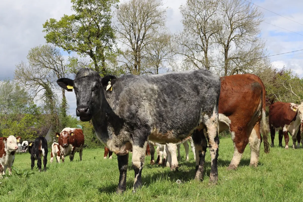 Shorthorn X cow with Hereford X calf at foot - Image 2