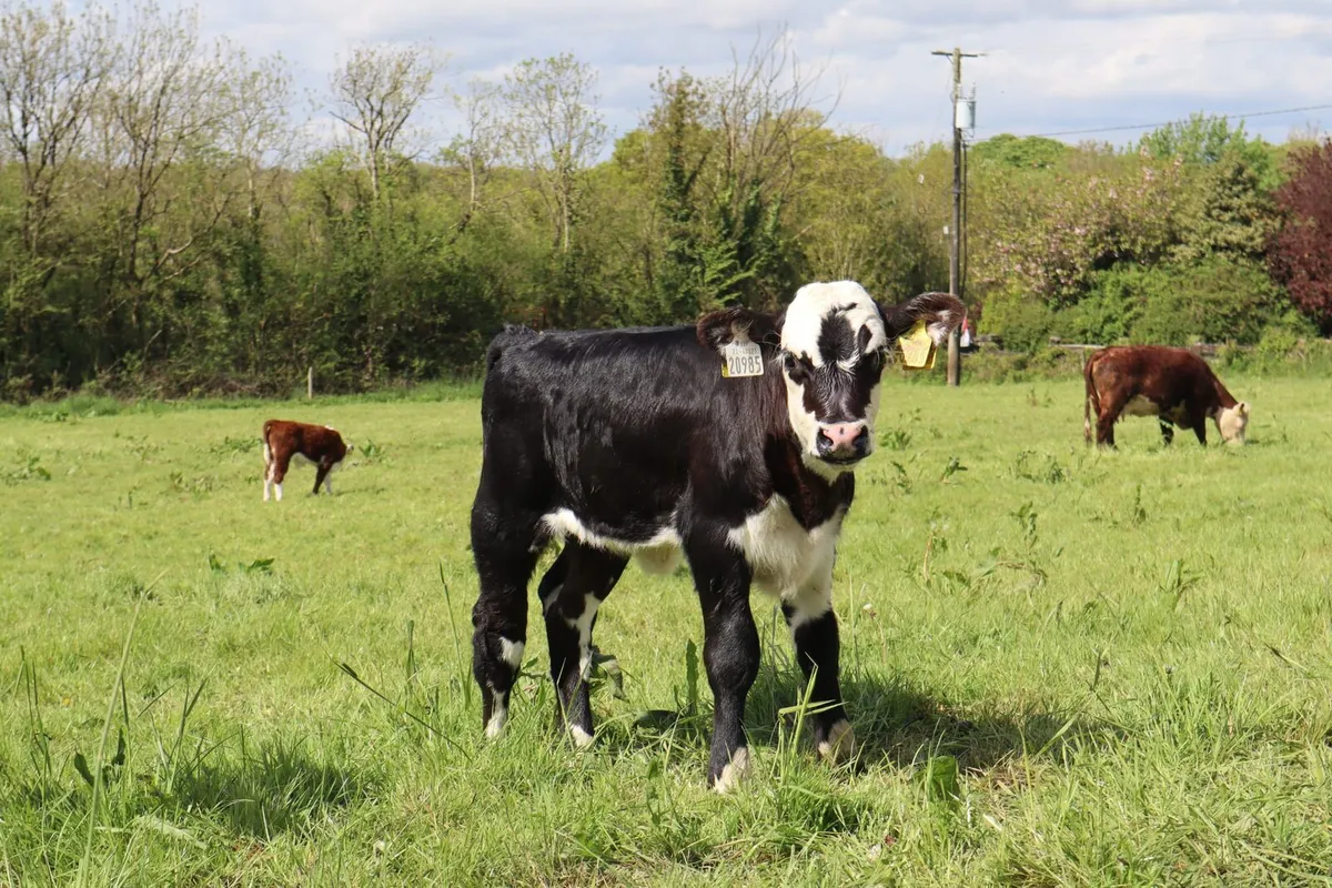 Shorthorn X cow with Hereford X calf at foot - Image 3