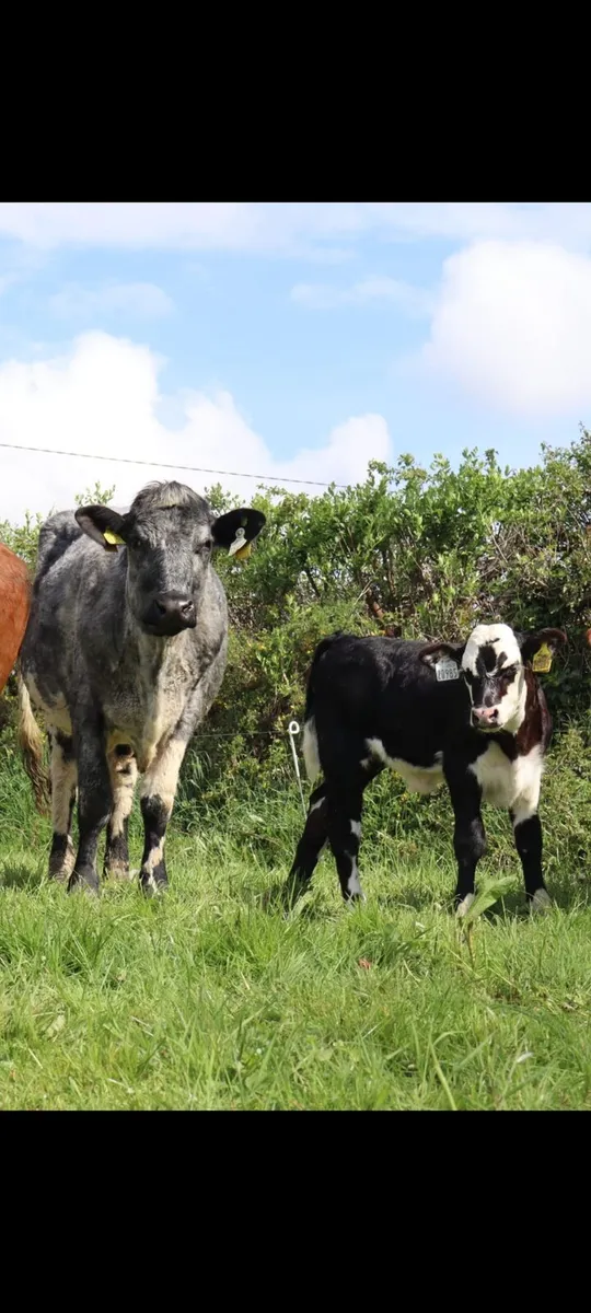 Shorthorn X cow with Hereford X calf at foot - Image 4