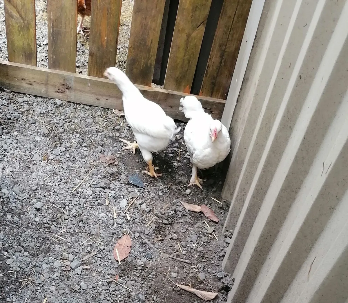 New Starter Duck  & Hen House all in one - Image 4