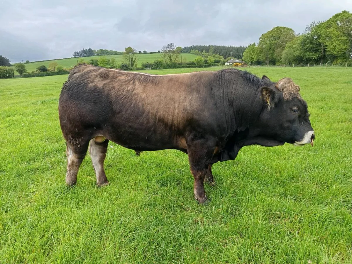 Aubrac Bull - Image 2